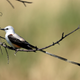 Thousands of Birds Starved to Death This Fall in the U.S. South